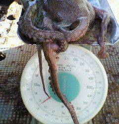 タコ1300g★☆沖一文字でテンヤ釣り