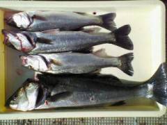 旧一文字赤灯でスズキ、〜40から62センチ 4匹〜