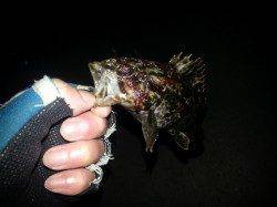 タケノコメバルで坊主は逃れました♪　南芦屋浜