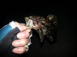 タケノコメバルで坊主は逃れました♪　南芦屋…