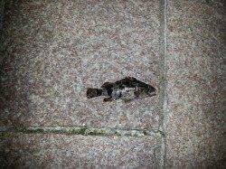 タケノコメバルで坊主は逃れました♪　南芦屋浜