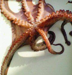 キロオーバーの蛸が釣れました♪沖一文字