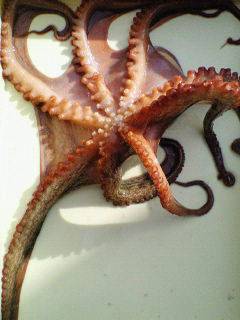 キロオーバーの蛸が釣れました♪沖一文字