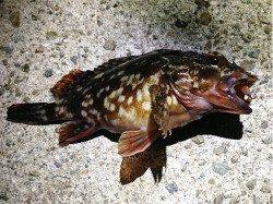 兵庫突堤で今年初のロックフィッシュ釣行・・・