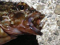 兵庫突堤で今年初のロックフィッシュ釣行・・・