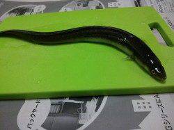 早朝、兵庫突堤で38cmのアナゴをちょい投げでGET！