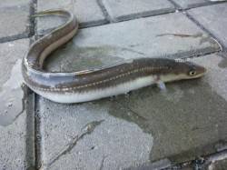 早朝、兵庫突堤で38cmのアナゴをちょい投…