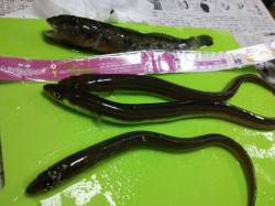 貝塚人工島水路でちょい投げ、アナゴ丼1杯分…