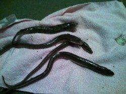 貝塚人工島水路でちょい投げ、アナゴ丼1杯分はゲット♪