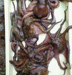 一文字名物タコ！6杯で3.5kg