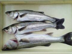 好★釣　23日岸和田エビ撒き釣果