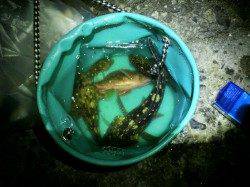 明石のベランダでメバリング→ガシリング