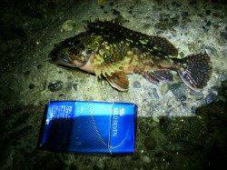 明石のベランダでメバリング→ガシリング