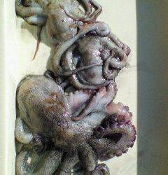 沖一文字で1kgオーバーのタコも釣れています！