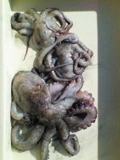 沖一文字で1kgオーバーのタコも釣れています！