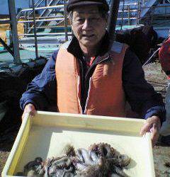 沖一文字で1kgオーバーのタコも釣れています！