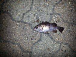 神戸空港 メバリングで今年初メバル