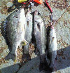 中波止でチヌ・ハネ好釣果です♪