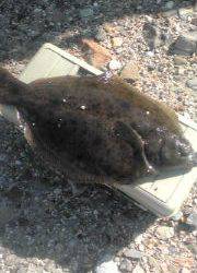 福良湾で初カレイ！！