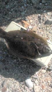 福良湾で初カレイ！！