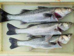 中波止で55cmのハネを頭に3匹キャッチ♪