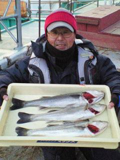 中波止で55cmのハネを頭に3匹キャッチ♪…