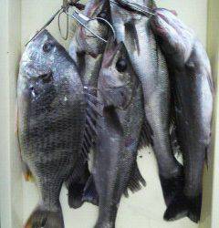 中波止エビ撒き釣果、キビレ41cm★