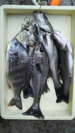 中波止エビ撒き釣果、キビレ41cm★