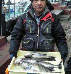 中波止エビ撒き釣果、キビレ41cm★