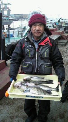 中波止エビ撒き釣果、キビレ41cm★