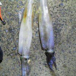 新井崎エギング＆ウキ釣り　渋い中２ハイのヤリイカ