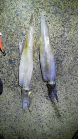 新井崎エギング＆ウキ釣り　渋い中２ハイのヤ…