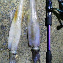 新井崎エギング＆ウキ釣り　渋い中２ハイのヤリイカ