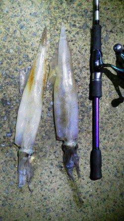 新井崎エギング＆ウキ釣り　渋い中２ハイのヤリイカ