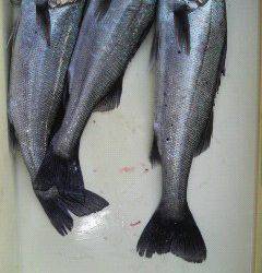 エビ撒き釣りでハネ、好釣です♪