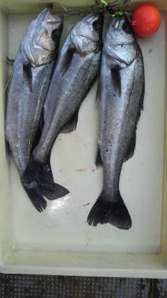 エビ撒き釣りでハネ、好釣です♪