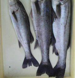 エビ撒き釣りでハネ、好釣です♪