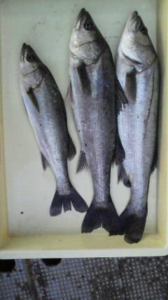 エビ撒き釣りでハネ、好釣です♪