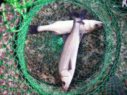 朝バネが良い感じ♪　泉大津RT6日あさ