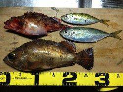 粘ってメバル＆ガシラ＆アジ★宇久井港のアジング釣果