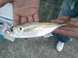 鉄鋼団地に嬉しい釣果が戻ってくれました♪