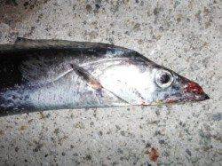 【今日もタチウオ♪】南芦屋浜