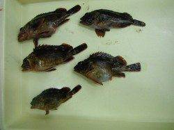 空港～北公園ＲＴ、ガシラとセイゴ