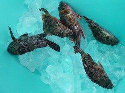 兵庫突堤ＲＴ、ハネ情報もあります