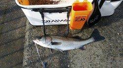 【芦屋のメタボチヌきてます！】南芦屋浜