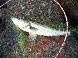 風裏のハネ！25日夕方泉大津RT