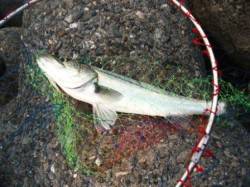 風裏のハネ！25日夕方泉大津RT