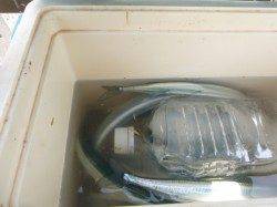 アジュールはサヨリがＧＯＯＤ【垂水店】