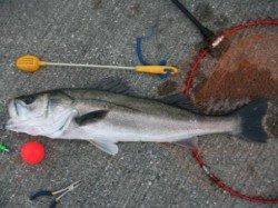 スズキ連発！泉大津リアルタイム　６日　夕方