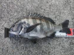 【メタボチヌ確認♪】南芦屋浜